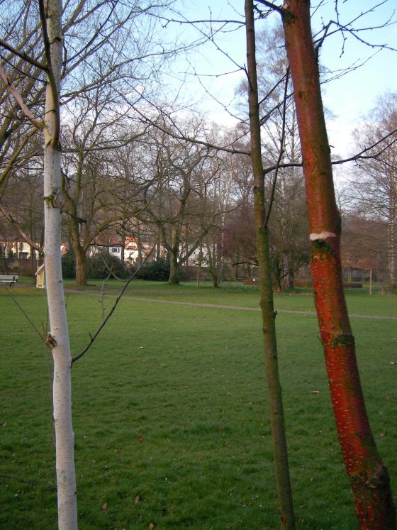 6h Waldhessen 2007 eine weiße, eine graue und eine rote birke