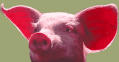 Schweinchenrosa :-)